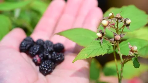 Blackberries on human hand Stock-Footage 69071087