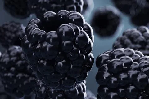 Blackberries. Illustration