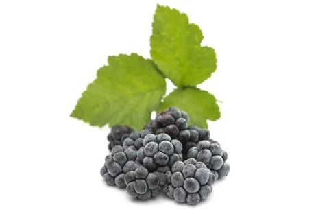 Blackberries isolated Stock Photos