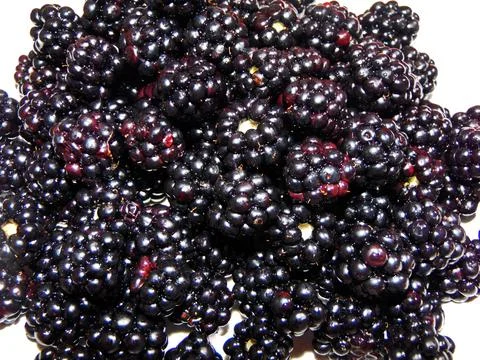 Blackberries isolated on white background Stockfoto's