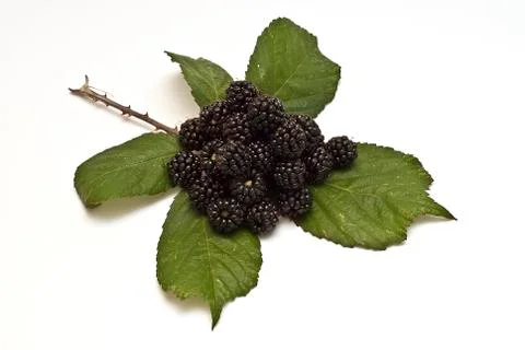 Blackberries on its leaf. Stock Photos