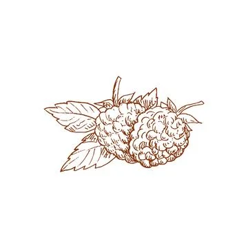 Blackberries with leaf isolated raspberry bramble Stock Illustration