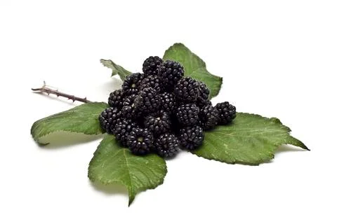 Blackberries on a leaf. Foto stock