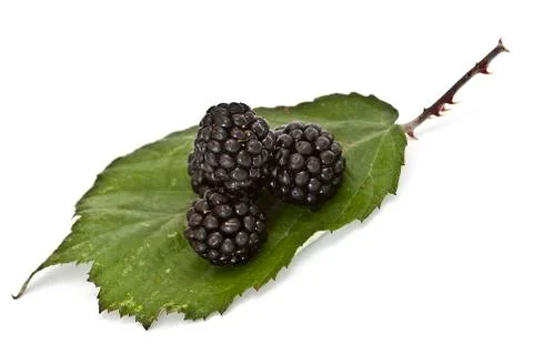 Blackberries on a leaf. Foto stock