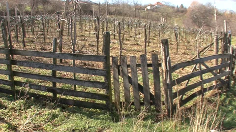Blackberries orchard in spring Stock Footage 36112603