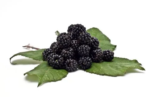 Blackberries over a leaf. Stock Photos