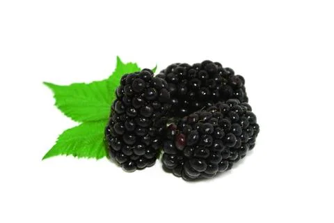 Blackberries over white Stock Photos