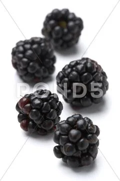 Blackberries Stock Photos