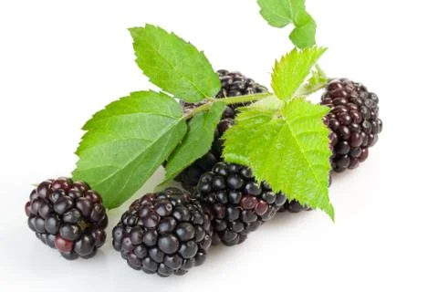 Blackberries Stock Photos