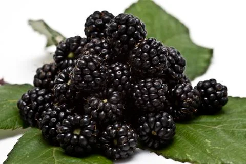 Blackberries. Stock Photos