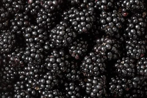 Blackberries Stock Photos