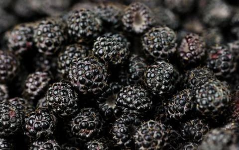 Blackberries Stock Photos