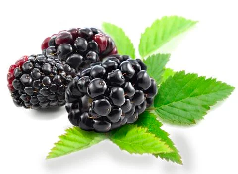 Blackberries Stock Photos