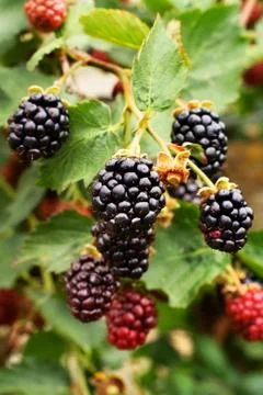 Blackberries Stock Photos