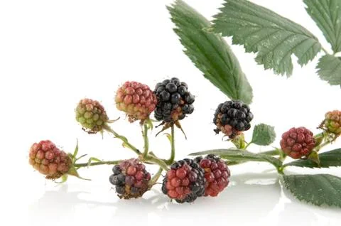 Blackberries Stock Photos