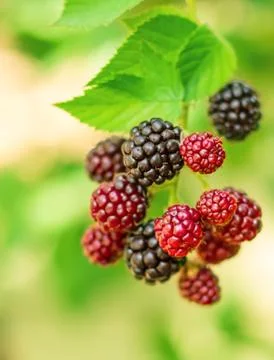 Blackberries Stock Photos