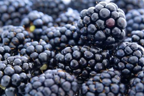 Blackberries Stock Photos