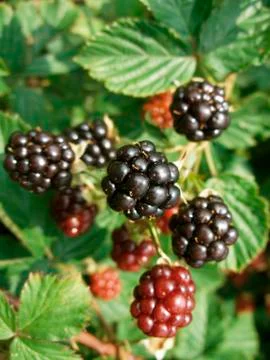 Blackberries Stock Photos