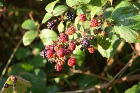 Blackberries Stock Photos