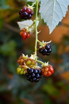 Blackberries Stock Photos