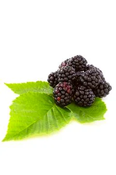 Blackberries. Stock Photos