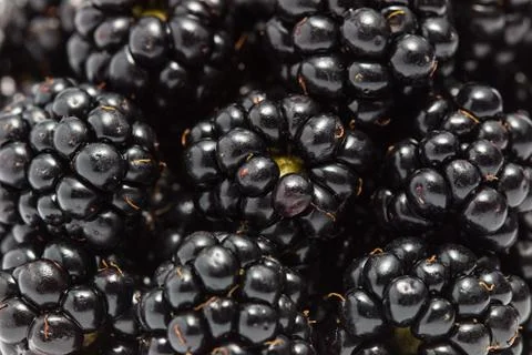 Blackberries Stock Photos