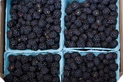 Blackberries Foto stock