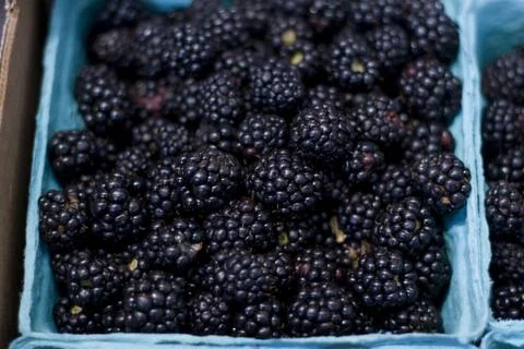 Blackberries Stock Photos