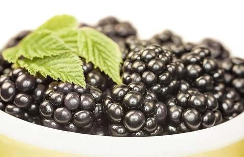 Blackberries Stock Photos