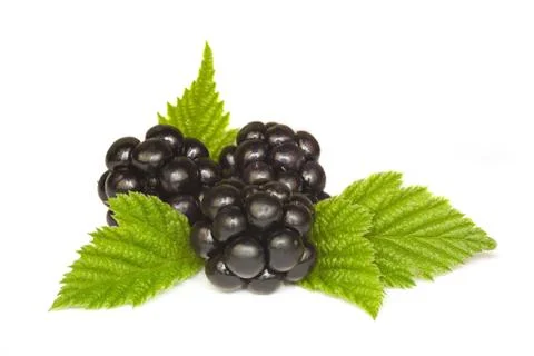 Blackberries Stock Photos
