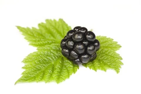 Blackberries Stock Photos
