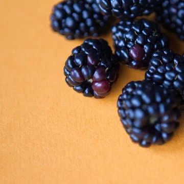 Blackberries Stock Photos