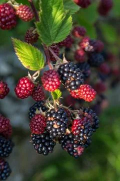 Blackberries Stock Photos