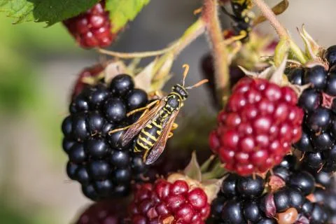 Blackberries Stock Photos