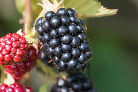 Blackberries Stock Photos