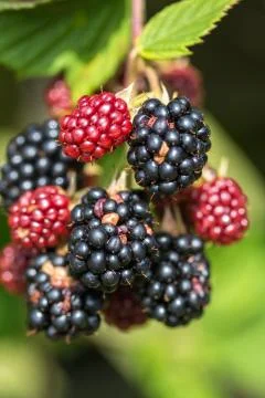 Blackberries Stock Photos