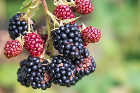 Blackberries Stock Photos
