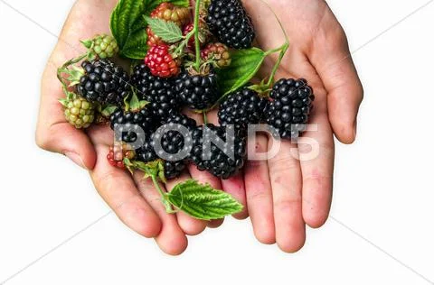 Blackberries Stock Photos