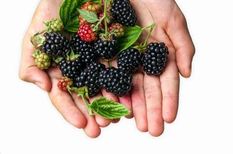 Blackberries Stock Photos