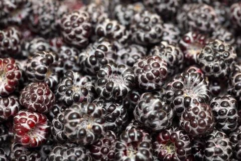 Blackberries Stock Photos