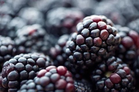 Blackberries Stock Photos