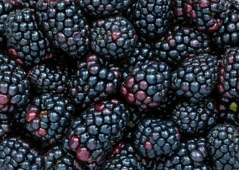 Blackberries Stock Photos