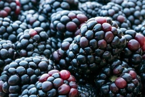 Blackberries Stock Photos