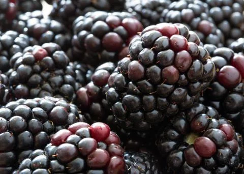 Blackberries Stock Photos