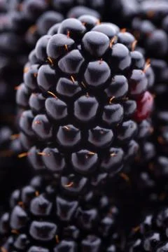 Blackberries Stock Photos