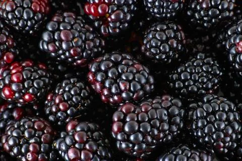Blackberries Stock Photos