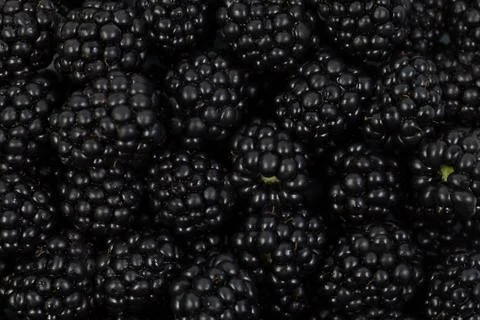 Blackberries Stock Photos