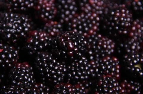 Blackberries Stock Photos