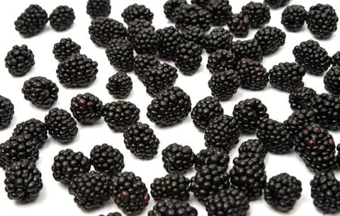 Blackberries Stock Photos