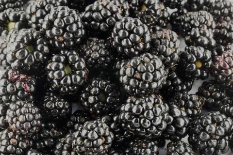 The blackberries Stock Photos